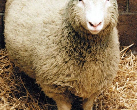 Scientists use human skin cells to create functional eggs, opening a door to new infertility treatments