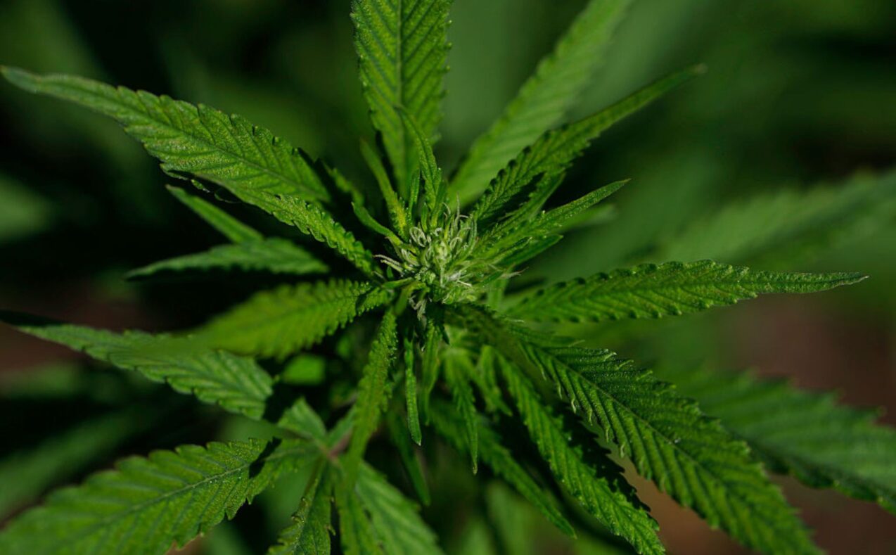 California cannabis tax