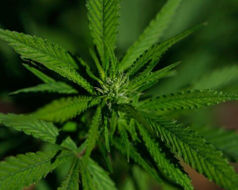 Cannabis tax reform: What it means for California's economy