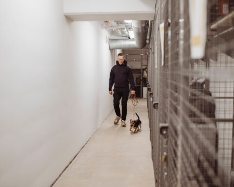 How L.A. is tackling its worst animal shelter crisis yet