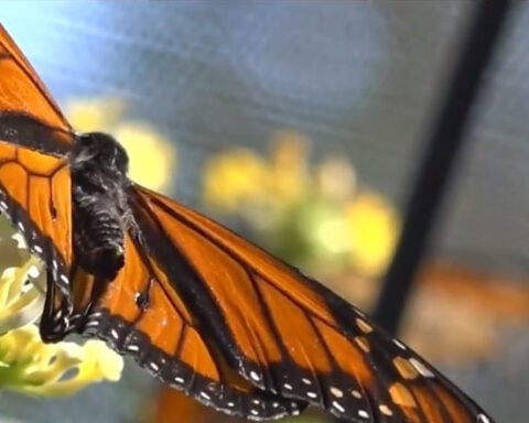Viral video shows monarch butterfly get a wing transplant. Here's how a nature center did it.