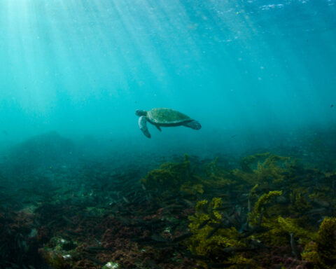 Arctic seals and more than half of bird species are in trouble on latest list of threatened species