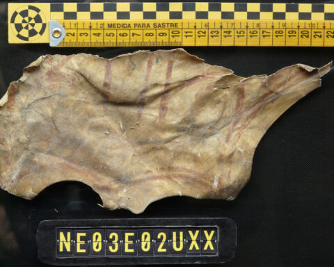 Vulture nests in Spain reveal a centuries-old sandal and other stunning cultural artifacts