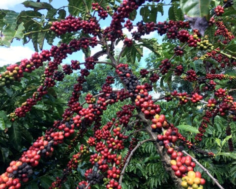 Brazil's trading firm Timbro enters coffee export market as it sees room to grow