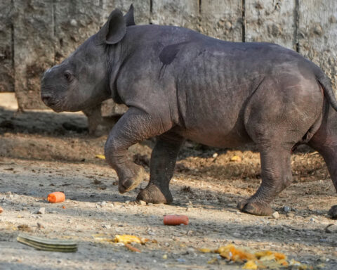 Critically endangered baby black rhino makes its debut at Cleveland zoo