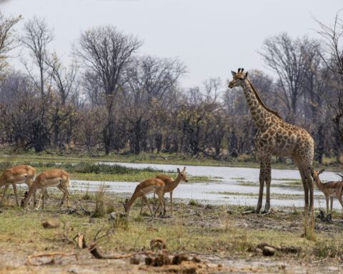 Natural World Heritage sites under growing threat, but bright spots remain