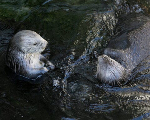 Republicans try to weaken 50-year-old law protecting whales, seals and polar bears