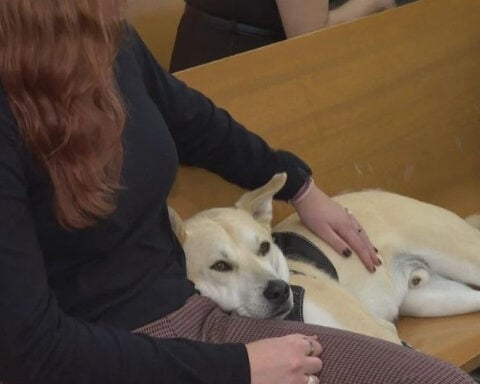 Shelter dogs trained by Cook County Jail inmates visit domestic violence courthouse as therapy dogs