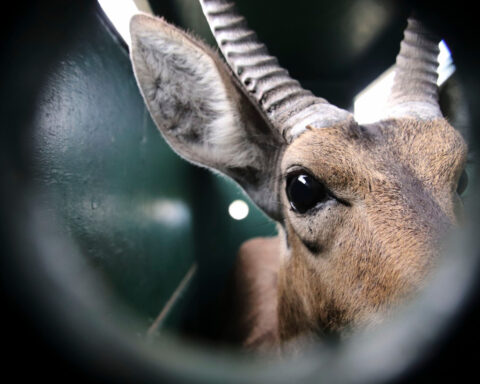 Reviving this African game reserve meant catching and transporting hundreds of wild animals