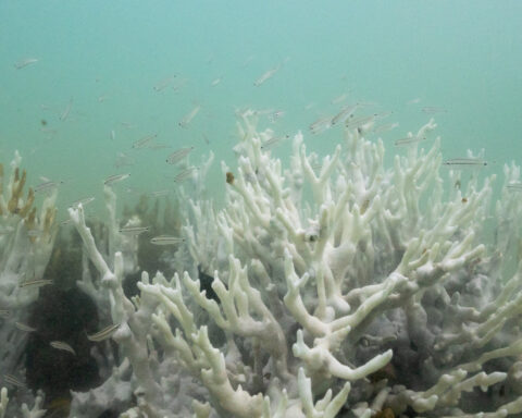 Climate tipping points are being crossed, scientists warn ahead of COP30