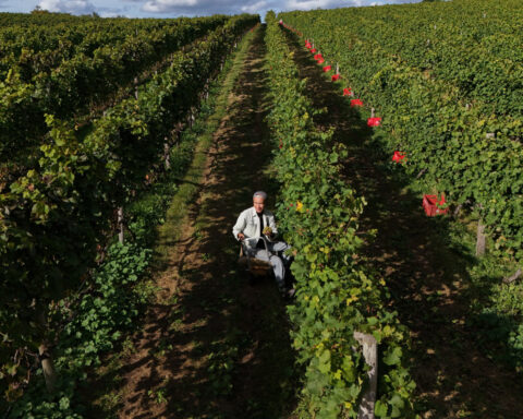 A Japanese Pinot Noir town blessed by climate change now worries about the weather