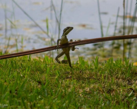 3-legged lizards can thrive against all odds, challenging assumptions about how evolution works in the wild