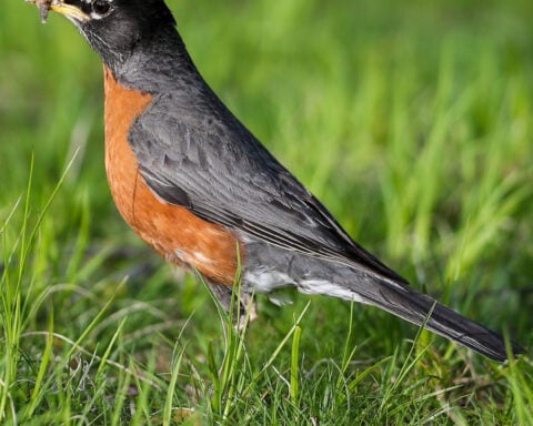Why birds sang after a total solar eclipse, according to new research