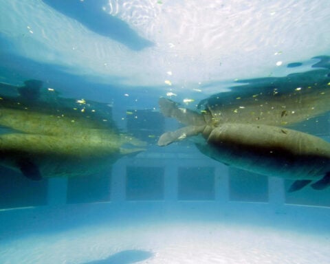 The cherished and controversial Miami Seaquarium closes its doors