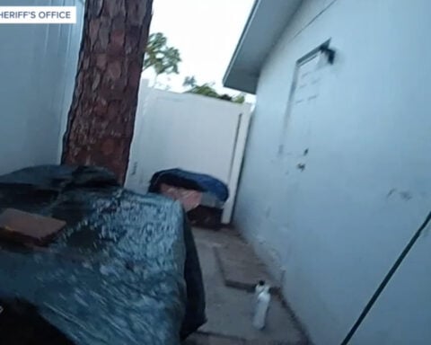 ‘This is disgusting’: Man accused of leaving dogs to die in cages