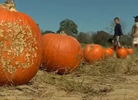 Drought in Alabama could impact Halloween pumpkins and Christmas trees