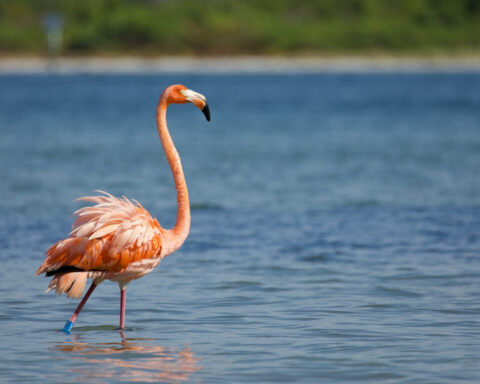 Flamingos are making a home in Florida again after 100 years – an ecologist explains why they may be returning for good