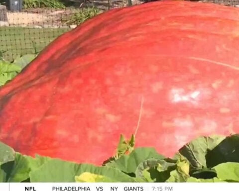 Fond du Lac farmer wins giant pumpkin competition with 2,491-pound gourd