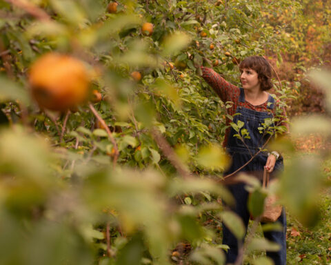 Drought has muted this year's leaf-peeping season, but pockets of brilliant colors remain