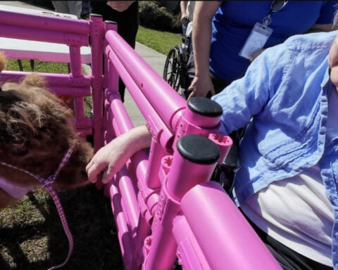 Miniature cows bring joy to memory care residents