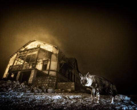 Ghostly shot of hyena wins Wildlife Photographer of the Year award