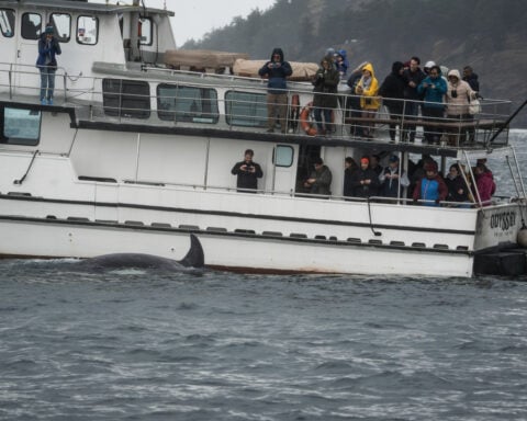 Scientists hope underwater fiber-optic cables can help save endangered orcas