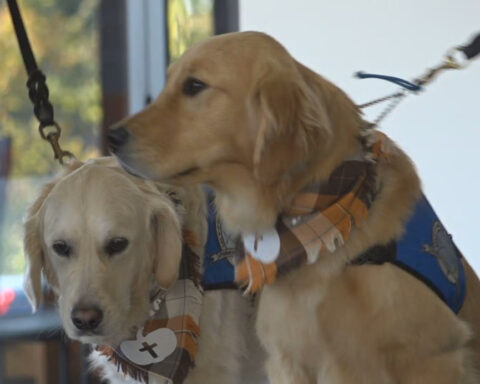 Therapy dogs offer solace after deadly Michigan church attack