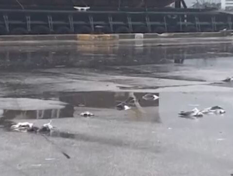 Nearly 50 birds crushed to death by truck driver, wildlife officials say