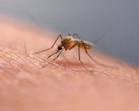 What is the chikungunya virus now transmitted in the US for the first time in years?