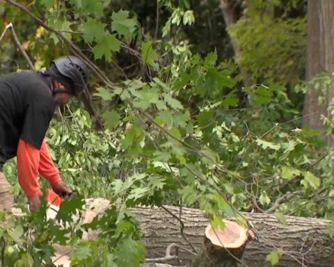 Oak wilt found for first time in Milwaukee County park system
