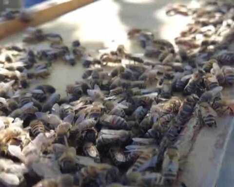 Beekeepers fight to save America's bees amid growing colony collapse