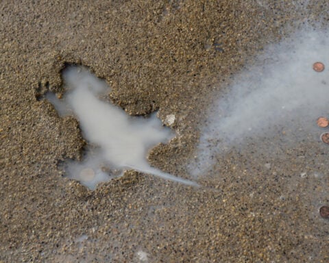 Ah, rats! Researchers say some other critter likely created Chicago's 'rat hole' sidewalk landmark