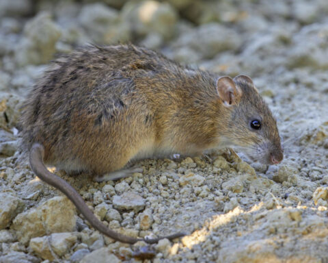 The ‘Chicago rat hole’ sparked internet fervor in 2024. Now, scientists have found the culprit