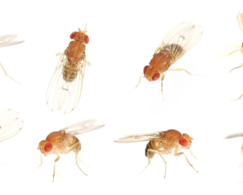 Why and how does personality emerge? Studying the evolution of individuality using thousands of fruit flies