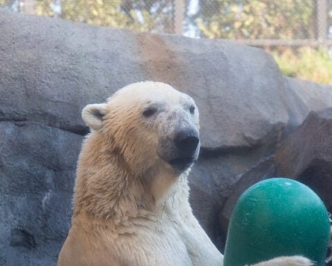 Siku, Lincoln Park Zoo polar bear, is moving to Madison, Wisconsin
