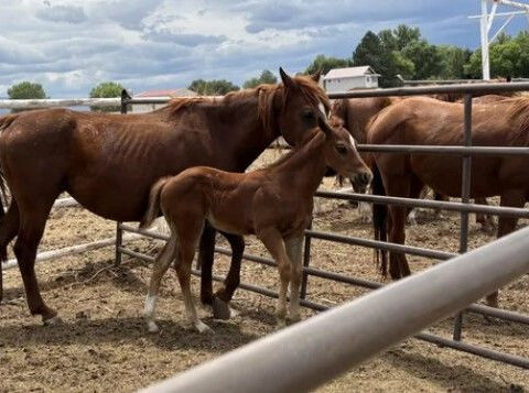 Two horses found dead, western Colorado man charged with over 80 counts of animal cruelty