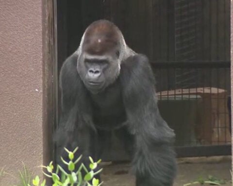 New silverback gorilla "Cecil" debuts at San Francisco Zoo