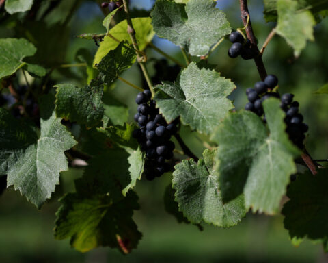 English winemakers hope for export boost as they toast warmest summer