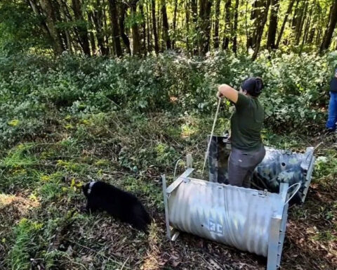 12 rehabilitated bear cubs released into the wild in North Carolina: wildlife commission