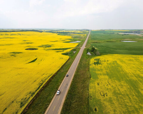 Canada and China discuss disputes over canola and EVs, says Ottawa