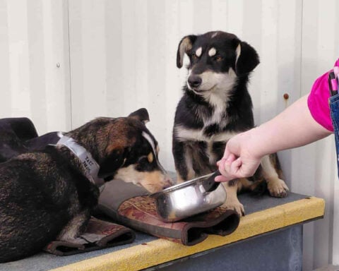 The other Alaska airlift: Volunteers save dogs from a flooded Alaska village, 1 tiny plane at a time
