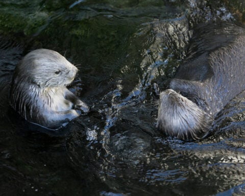 A T-shirt worn by Taylor Swift sparks a $2M windfall for sea otters