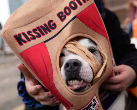 Dozens of costumed canines get their chance to trick-or-treating at Howloween event in Michigan
