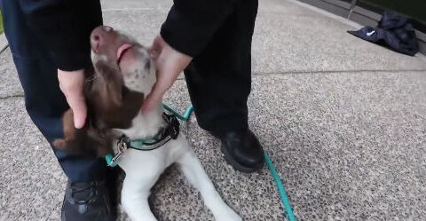 Therapy puppy soothing first responders following traumatic summer