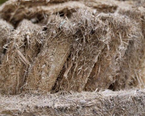 A mushroom farm in Kenya and fungi-based panels give hope for sustainable building