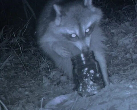 Blue Ridge Mtn. treasure hunt's prize pool hikes over $41k, seeks to aid Helene recovery