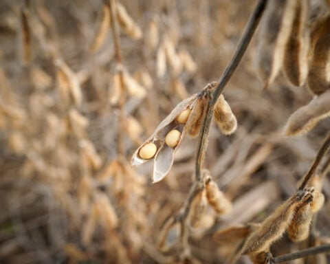 China imports no US soybeans in September for first time in seven years