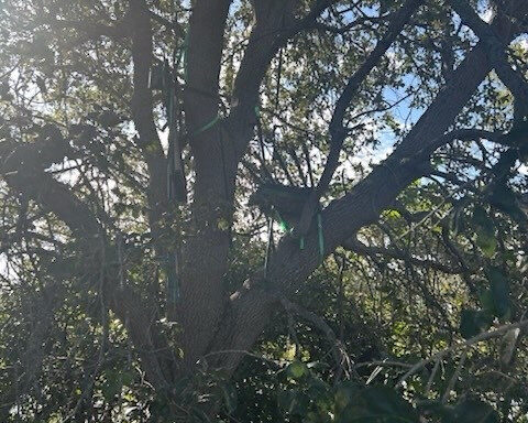 Secret Service finds ‘suspicious’ hunting stand near Air Force One landing zone in Florida