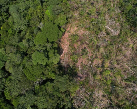 Investors managing $3 trillion in assets urge countries to stop deforestation