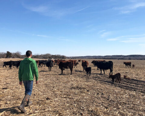 Trump plan to import Argentine beef angers US farmers